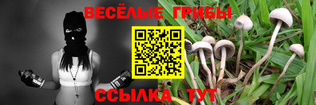 Галлюциногенные грибы Psilocybe Узловая